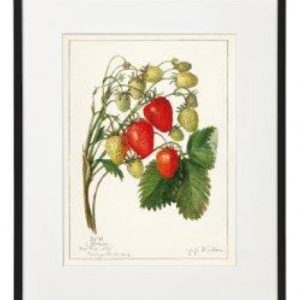 Wall Plaque Fruit Design 20x25cm STRAWBERRY