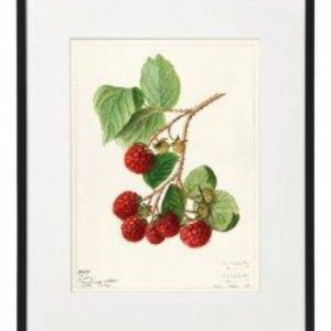 Wall Plaque Fruit Design 20x25cm RASPBERRIES