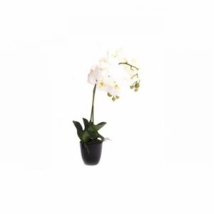 Vase & White Orchid 60cm