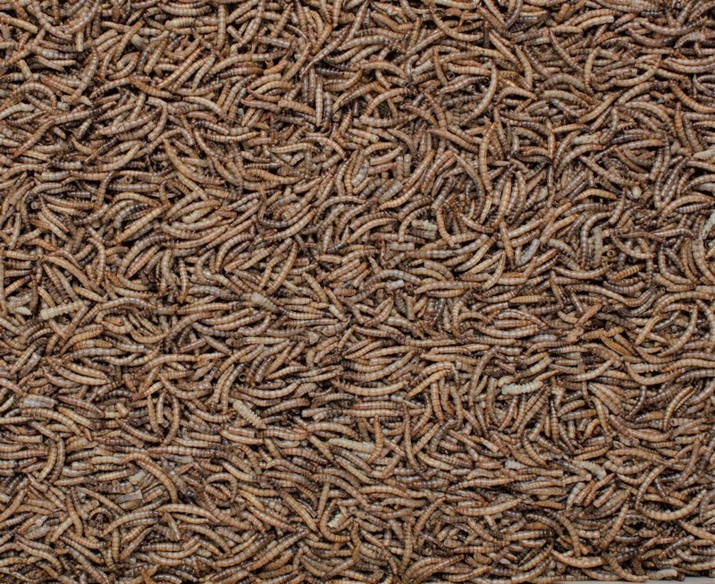 Bird Feed Mealworm Booster 500Gm. - Image 2